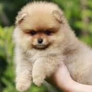 Pomeranian