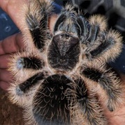 Curly Hair Tarantula