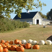 Visit Treworgy Orchards in Levant, ME
