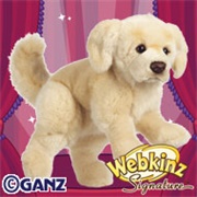 Signature Golden Retriever