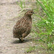 Wild Quail