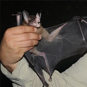 Spectral Bat