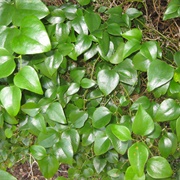 Common Greenbrier (Smilax Rotundifolia)