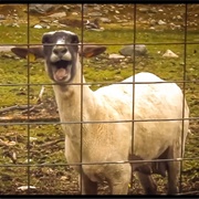 The Screaming Sheep
