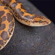Kenyan Sand Boa
