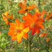 Orange Cosmea