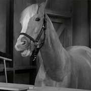 Mr. Ed ("Mr.Ed")