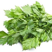 Curly Leaf Celery