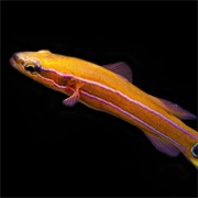 Australian Flathead Perch