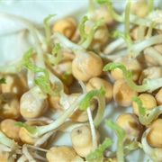 Chickpea Sprouts