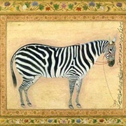 Zebra (Ustad Mansur)