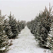 Christmas Tree Farm