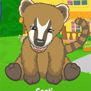 Coati