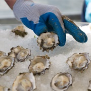 Oysters