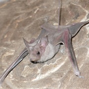 Egyptian Mouse-Tailed Bat