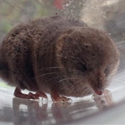 Montane Shrew