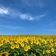Sunflower Fields