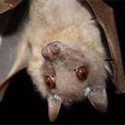 Wahlberg's Epauletted Fruit Bat