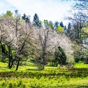 Körsbärsdalen, Veberöd