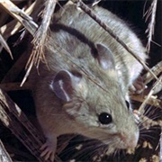 Desert Woodrat
