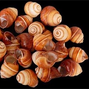 Striped Brown Land Snail