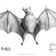 Leach&#39;s Single Leaf Bat