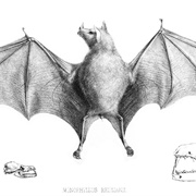 Leach's Single Leaf Bat