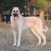 Anatolian Shepherd