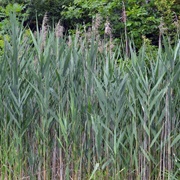 Common Reed (Phragmites Australis)