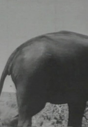 Elenfant (Pierre Alferi) (2000)