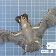 Colombian Bonneted Bat