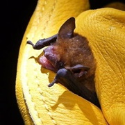 Thomas's Yellow Bat