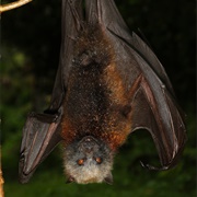 Rennell Flying Fox