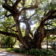 Duffie Oak, Mobile
