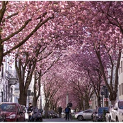 Cherry Blossom Avenue, Bonn Germany