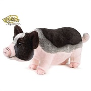 Signature Pot Bellied Pig