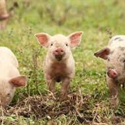 Raise Pigs