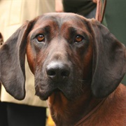 Hound