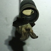 Mediterranean Long-Eared Bat