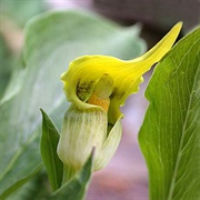 Arisaema Flavum