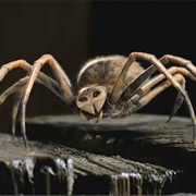 Charlotte (Charlotte's Web)