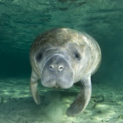 Manatee Lagoon, West Palm Beach