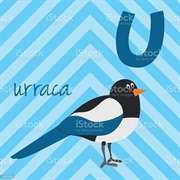 Urraca