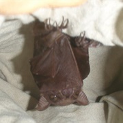 East African Little Collared Fruit Bat