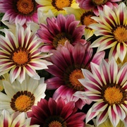 Gazania