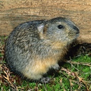 Northern Collared Lemming