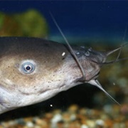 Electric Catfish