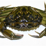 Green Crab