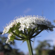 Great Pignut (Bunium Bulbocastanum)