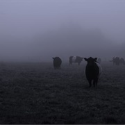 Idaho: Strange Mutilations